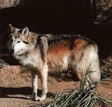 Wolf Species The Texas Gray Wolf Wild Dogs Texas Animals Grey Wolf