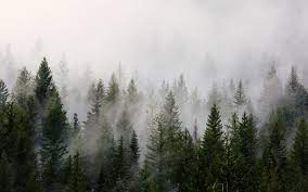 In twilight, forks, washington is a cold, dark, rainy place that rarely even reaches sixty degrees. Visiting The Twilight Saga Museum In Forks Washington Kate M Colby