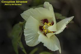 Image result for Craterostigma hirsutum