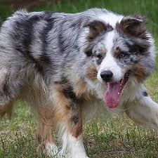 It looks like you may be having problems playing this video. Blue Merle Border Collie Rising Sun Farm