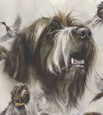 Image result for griffon korthalsův