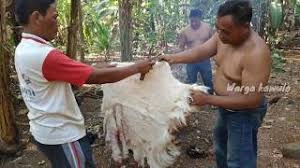 Angkat daging kambing lalu ditiriskan. Kulit Kambing Cara Mengolah Kulit Kambing Youtube