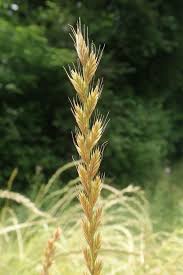 Image result for Lolium multiflorum