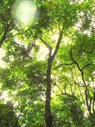 Image result for Pleurolobus tanganyikensis