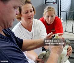 138 Turtle Oil Spill Stock Photos, High-Res Pictures, and Images