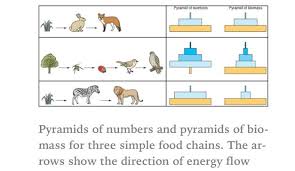 Pyramids Of Number Biomass Gcse Science Simple Food Chain Teaching