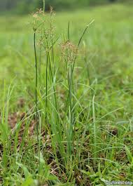 Image result for Cyperus rotundus
