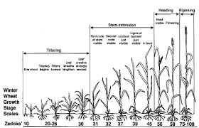 3 Zadoks Growth Stages Of Winter Wheat Adapted From Alley