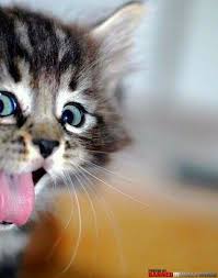 Image result for happy animals