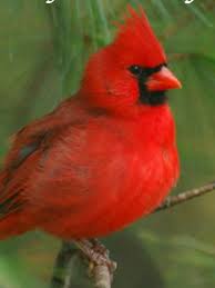 Blue Birds That Look Like Cardinals Pin By Ann Lyncker On Birds Cardinal Birds Birds Macaw Parrot