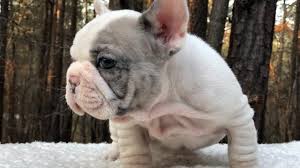 Maybe you would like to learn more about one of these? Big Boi S Brother Sold Bobby Cox A French Bulldog Puppy Named Bounty Atlanta Business Chronicle