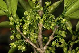 Image result for Canthium inerme