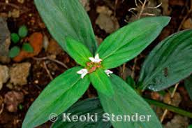 Image result for Spermacoce kirkii