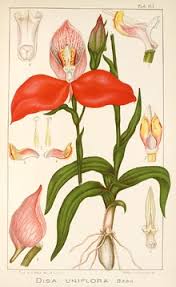 Image result for Disa ochrostachya