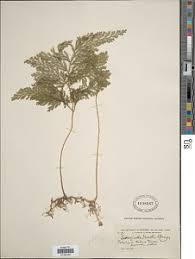 Image result for Selaginella vogelii