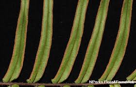 Image result for Pteris