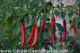 Cayenne pepper belongs to the capsicum family and its botanical name is capsicum annuum. Cayenne Pepper Seeds Capsicum Annuum 65 Seeds Garden Seeds Market Free Shipping