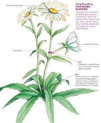 We did not find results for: Off With Their Heads Deadheading Perennials Finegardening