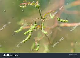 Image result for Aeschynomene americana