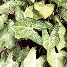 You can vary the length of the pipe depending on the height of the surrounding plants. White Butterfly Syngonium White Butterfly Syngonium Podophyllum My Garden Life