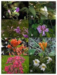 Image result for Bignoniaceae