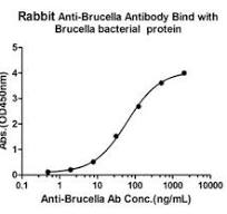 Anti-Brucella Antibody Products | Biocompare