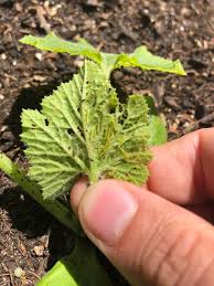 We did not find results for: Help Small Green Worms Eating Small Zucchini Plants Gardening