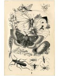 For more of our free printable texts and literature worksheets and. Graphic Fairy Free Printable Image Result For Fairy Clipart Cute Fairy Fairy Artwork But No Worries Imperfections Make Things Perfect As I Always Say Harleighrudd68