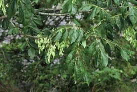 Image result for Fraxinus americana