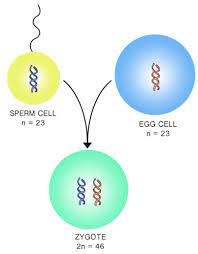 Check spelling or type a new query. Chromosomal Division Advanced Ck 12 Foundation