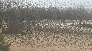 نتیجه جستجوی لغت [flock] در گوگل
