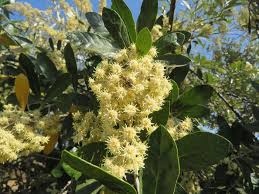 Image result for Brachylaena discolor