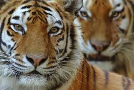 Amur Tiger Species Wwf Siberian Tiger Amur Tiger Tiger Species