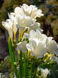 Feed Your Green Thumb With These Gorgeous Flowers Beautiful Flowers Freesia Flowers Planting Flowers