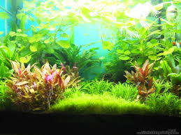 Great Colors Love The Choice Of Plants Freshwater Aquarium Aquarium Betta