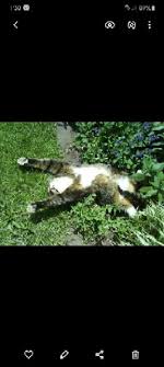 Kandungan bahan kimia yang di dapati dari pokok ini mengandungi antibiotik, antiradang serta juga sebagi pelawas kencing dan pelbagai faedah lain membantu untuk rawatan secara semulajadi. Pokok Akar Kucing Galak Shopee Malaysia