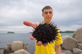 How To Remove Sea Urchin Spines Ehow Sea Urchin Spines Sea Urchin Shell Urchin