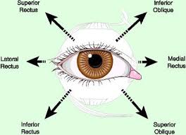 Eye Muscles And Movements Eye Anatomy Optometry Photos