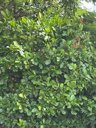 Image result for Synsepalum revolutum