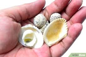 Das gestaltet sich gar nicht so einfach. Eine Muschelkette Herstellen Mit Bildern Wikihow