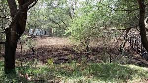 Image result for Tricliceras mossambicense