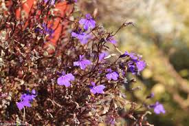 Image result for foto Lobelka