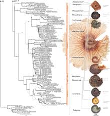 Image result for Cleome polyanthera