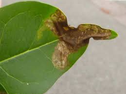 Image result for Scleria gracillima