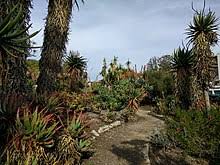 The name cacti or cactus has been adopted by the masses as the universal term to describe succulent plants. Aloe Wikipedia