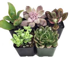 I imagined that this section of the garden would have a beautiful view over the fish pond and a quiet and peaceful spot for the frog to sit under the tree. Succulent Terrarium Fairy Garden Plants 5 Different Plants In 2 Pots Walmart Com Walmart Com