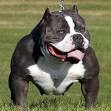 What is a Bully Breed? | Bully Breeds | Animal Planet