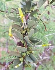Image result for Plicosepalus amplexicaulis