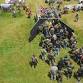 Invasion of Normandy event image