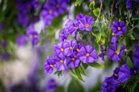 Image result for Solanum